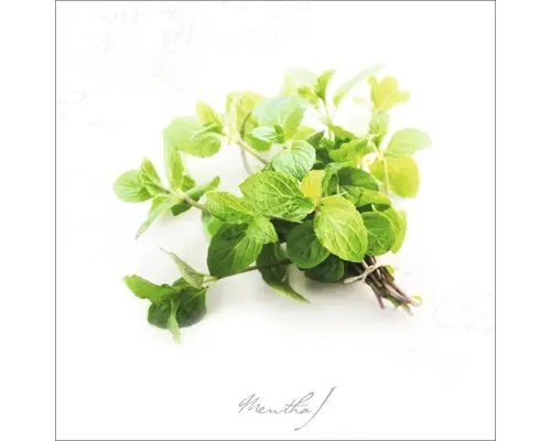 Glasbild Minze 50x50 cm GLA687