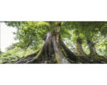 Hornbach Glasbild Tree Of Life 30x80 cm GLA905