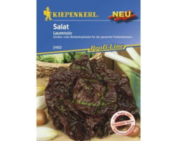 Salatsamen Kiepenkerl 'Laurenio'