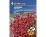 Hornbach Blumensamen Kiepenkerl Leinkraut 'Licilia Red'