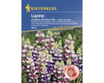 Hornbach Blumensamen Kiepenkerl Lupine 'Avalune Bicolour Mix'