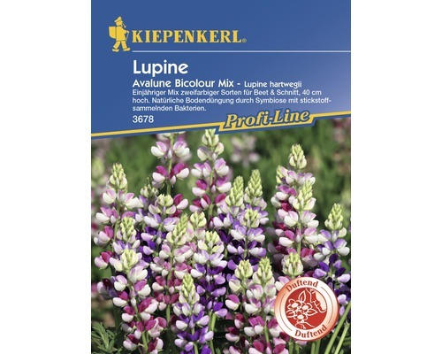 Blumensamen Kiepenkerl Lupine 'Avalune Bicolour Mix'