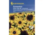 Hornbach Blumensamen Kiepenkerl Sonnenhut 'Denver Daisy Mix'