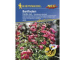 Hornbach Blumensamen Kiepenkerl Bartfaden 'Carillo red'