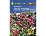 Hornbach Blumensamen Kiepenkerl Bartfaden 'Carillo red'