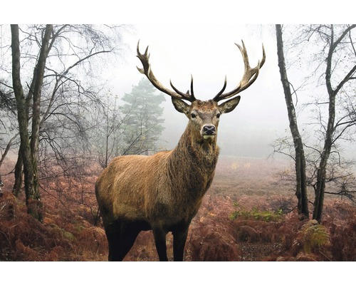 Maxi Poster Hirsch im Wald 61x91,5 cm