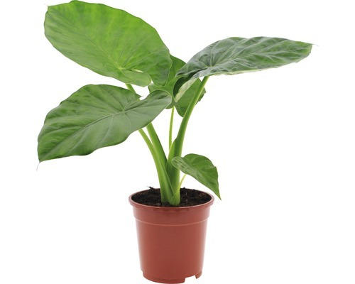 Riesenblättriges Pfeilblatt, Elefantenohr FloraSelf Alocasia macrorrhiza H 60-70 cm Ø 17 cm Topf