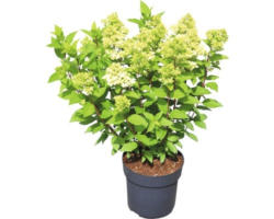Rispenhortensie FloraSelf Hydrangea paniculata 'Magical Candle' ® H 50-60 cm Co 5 L