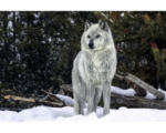 Hornbach Decopanel Gray Wolf 61x91 cm