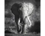 Hornbach Leinwandbild Grey Elephant Head 27x27 cm