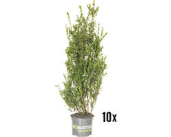 Buchsbaum-Alternative FloraSelf Ilex crenata 'Robustico' H 50-60 cm ab 10 Stück auf Palette