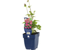 Herbst-Anemone FloraSelf Anemone japonica 'Pamina' H 10-40 cm Co 0,5 L