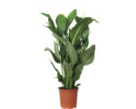 Hornbach Einblatt FloraSelf Spathiphyllum wallisii 'Sweet Silvio' H 70-80 cm Ø 17 cm Topf