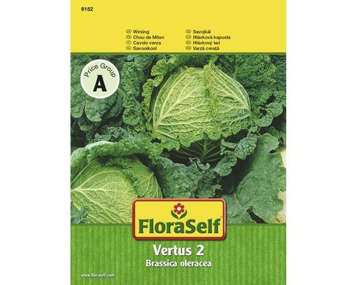 Wirsing 'Vertus 2' FloraSelf samenfestes Saatgut Gemüsesamen
