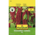 Hornbach Fuchsschwanz 'Red' FloraSelf samenfestes Saatgut Blumensamen