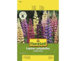 Hornbach Lupine 'Gartenzwerg' FloraSelf samenfestes Saatgut Blumensamen
