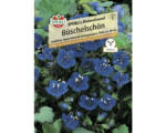 Hornbach Büschelschön Sperli Blumensamen 'Büschelschön'