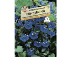 Büschelschön Sperli Blumensamen 'Büschelschön'