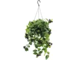 Hornbach Schamblumen-Ampel FloraSelf Aeschynanthus lobbianus 'Mona Lisa' H 40-55 cm Ø 15 cm Topf