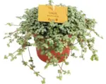 Hornbach Kanonierblume FloraSelf Pilea glauca H 15-20 cm Ø 10,5 cm Topf