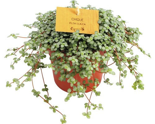 Kanonierblume FloraSelf Pilea glauca H 15-20 cm Ø 10,5 cm Topf