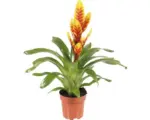 Hornbach Flammendes Schwert Vriesea-Cutivars 'Davine' H 43-53 cm Ø 12 cm Topf