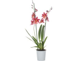 Cambria-Orchidee FloraSelf Cambria 'Nelly Isler' H 50-60 cm Ø 12 cm Topf 2 Rispen