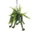Hornbach Ampel Sinnblume, Aeschynanthus FloraSelf Aeschynanthus-Cultivars 'Rasta' H 35-45 cm Ø 15 cm Topf