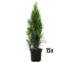 Heckenpflanze FloraSelf Smaragd-Thuje Lebensbaum H 100-110 cm im 5 Liter Topf ab 15 Stück auf Palette