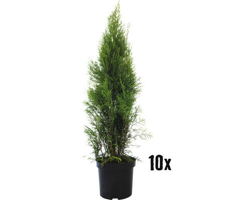 Heckenpflanze FloraSelf Smaragd-Thuje Lebensbaum H 120-130 cm im 7,5 Liter Topf ab 10 Stück auf Palette