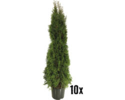 Heckenpflanze FloraSelf Smaragd-Thuje Lebensbaum H 160-170 cm im 15 Liter Topf ab 10 Stück auf Palette
