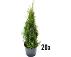 Heckenpflanze FloraSelf Smaragd-Thuje Lebensbaum H 80-90 cm im 4 Liter Topf ab 20 Stück auf Palette