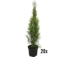 Heckenpflanze FloraSelf Smaragd-Thuje Lebensbaum H 50-60 cm im 2 Liter Topf ab 20 Stück auf Palette