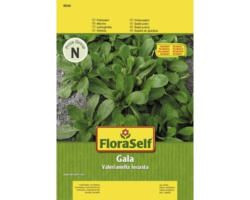 Feldsalat 'Gala' FloraSelf samenfestes Saatgut Salatsamen