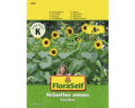 Hornbach Sonnenblume 'King Kong' FloraSelf samenfestes Saatgut Blumensamen