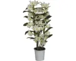 Hornbach Dendrobie FloraSelf Dendrobium nobile 'Apollon' H 55-70 cm Ø 12 cm Topf 2 Rispen