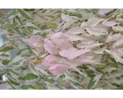 Eschenahorn FloraSelf Acer negundo 'Flamingo' H 40-60 cm Co 4 L