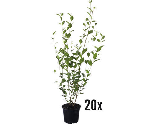 Heckenpflanze FloraSelf Liguster Ligustrum ovalifolium H 60-80 cm im 2,5 Liter Topf ab 20 Stück auf Palette