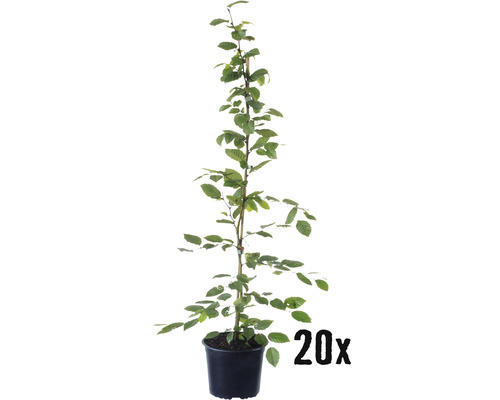 Heckenpflanze FloraSelf Hainbuche Carpinus betulus H 80-100 cm im 2,5 Liter Topf ab 20 Stück auf Palette
