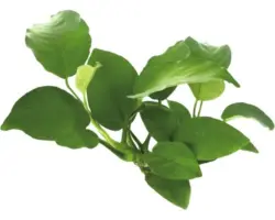 Breitblättriges Speerblatt