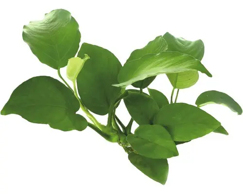 Breitblättriges Speerblatt