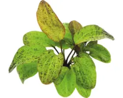 Froschlöffel Ozelot