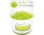 Hornbach Grasartiger Wasserschlauch - Utricularia graminifolia In-Vitro