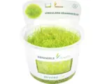 Hornbach Grasartiger Wasserschlauch - Utricularia graminifolia In-Vitro