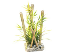 Bamboo large plants 25 cm hoch