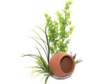 Hornbach Jar plant 35 cm