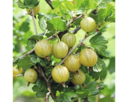 Gelbe Stachelbeere FloraSelf Ribes uva-crispa 'Hinnomäki gelb' H 40-60 cm Co 3 L