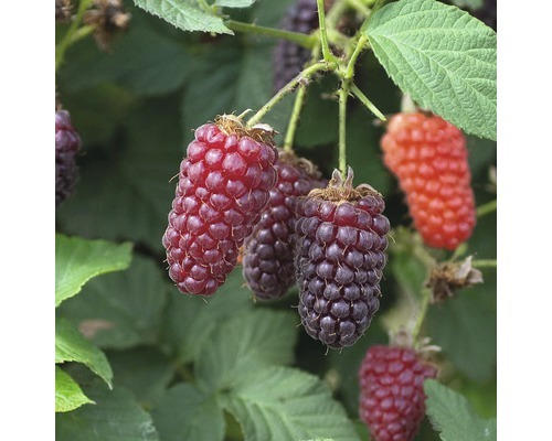 Brombeere Loganbeere FloraSelf Rubus fruticosus 'Thornless Loganberry' H 60-80 cm Co 2 L