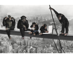 Poster The Chimp Girder 61x91,5 cm