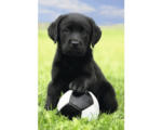 Hornbach Poster Dog Labrador football 61x91,5 cm